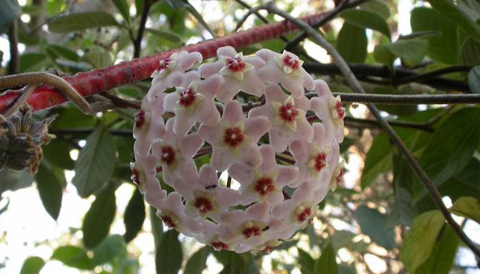 Hoya carnosa