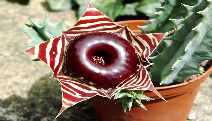 Huernia zebrina