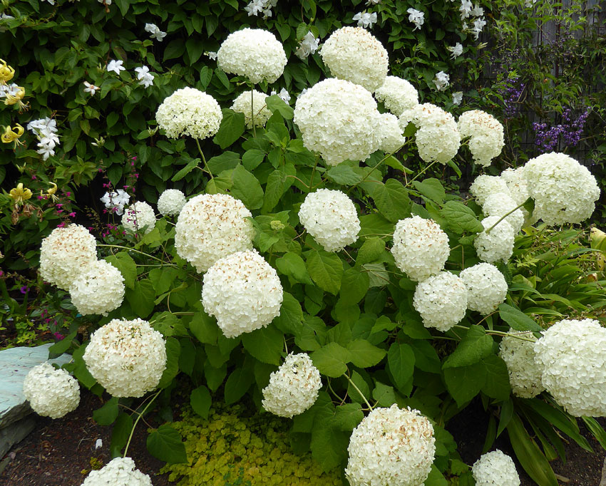 hydrangea arborencens