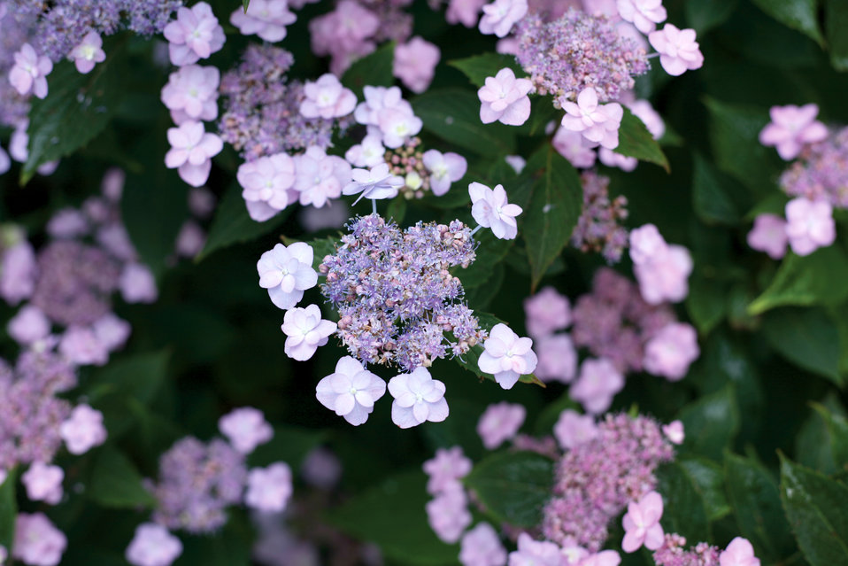 Hydrangea serrata