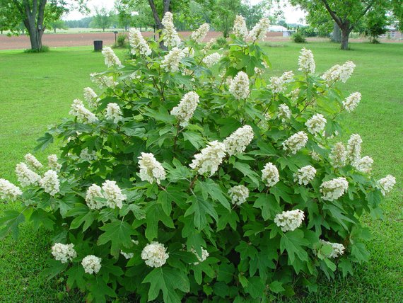 Hydrangea quercifolia