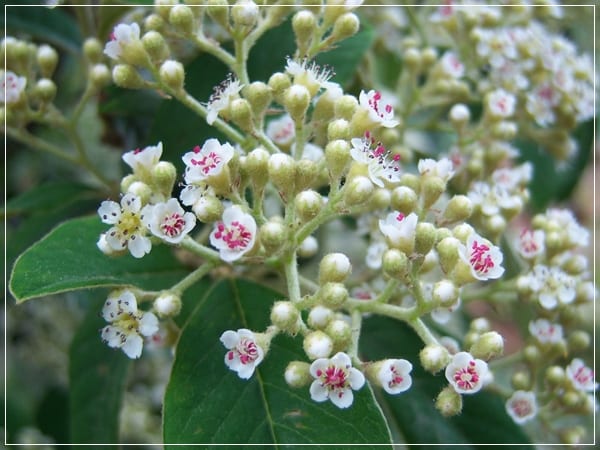 Flores