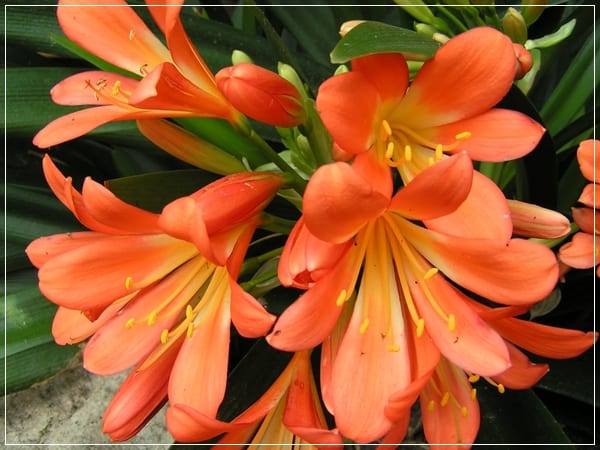Flores