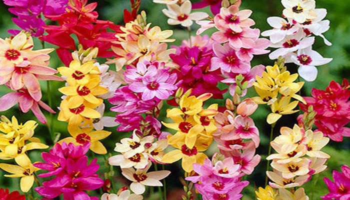 Hay una gran variedad de colores de flores