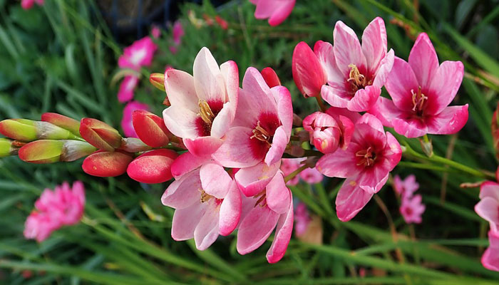 Las maravillosas flores de Ixia