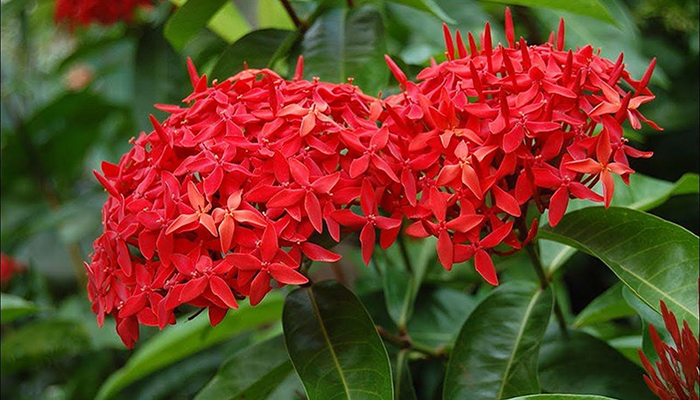 Ixora. Origen, Descripción, Cultivo,
Cuidados Y Curiosidades