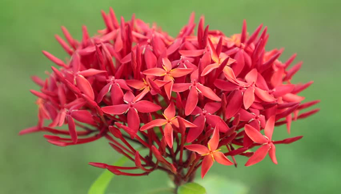 flores de Ixora coccinea