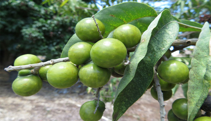 Fruto inmaduro