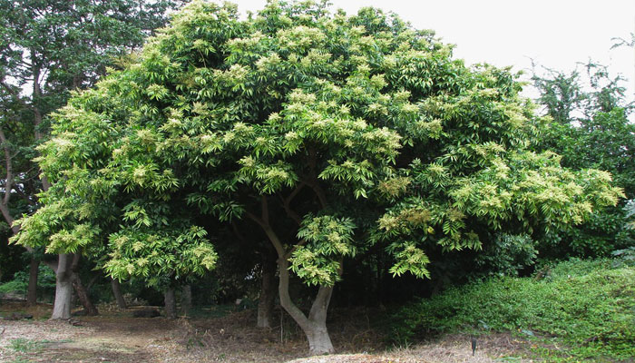 Jaboncillo (Sapindus saponaria)