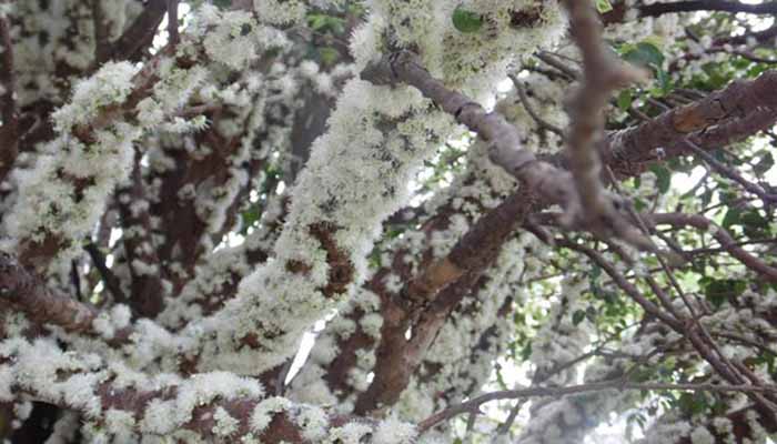 flores de jaboticaba