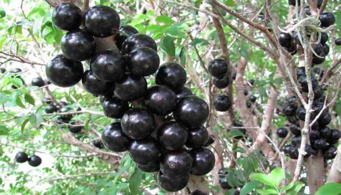 Frutos del jaboticaba