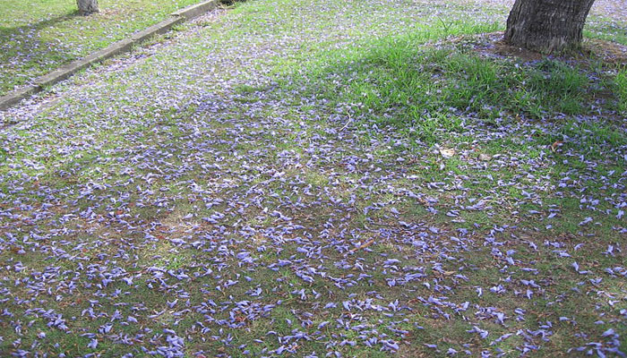 Suelo embellecido con las flores de Jacaranda