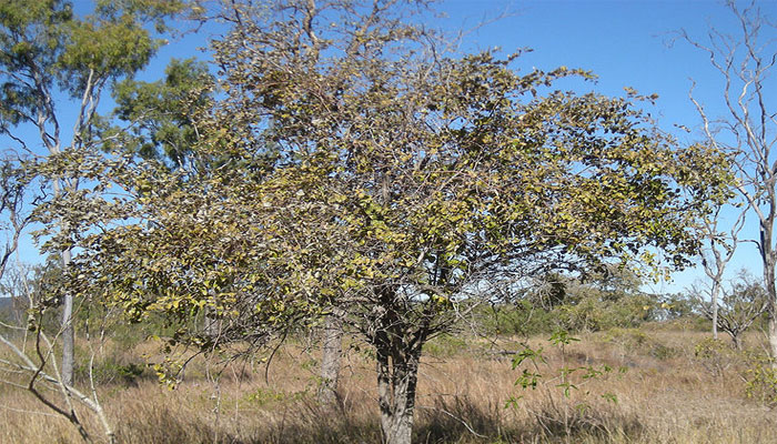 Jinjolero (Ziziphus mauritiana) 