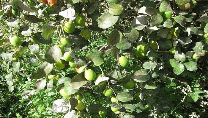 Jinjolero (Ziziphus mauritiana) .
Origen, Descripción, Variedades,
Cultivo, Cuidados Y Usos