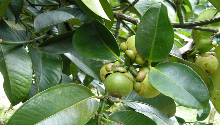 Jobo de la India (Garcinia mangostana) 