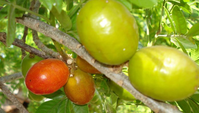 ️ Jocote (Spondias purpurea). Origen, Variedades, Cultivo, Cuidados Y ...