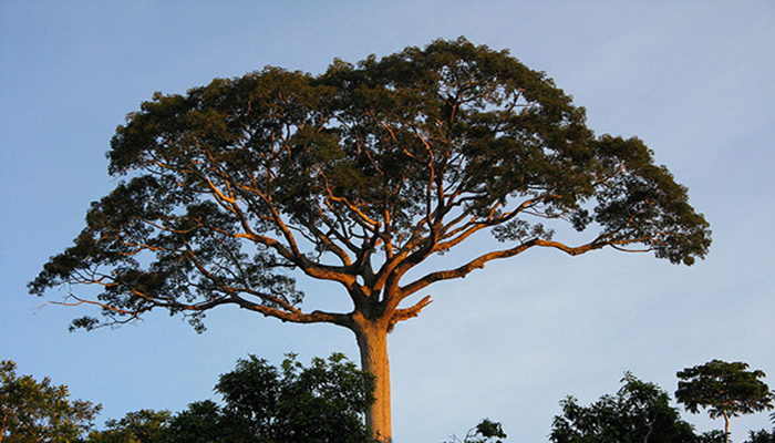 Árbol kapok