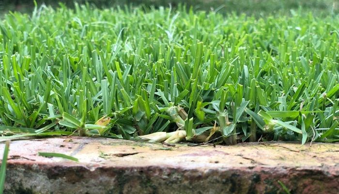 Kikuyu. Origen, Descripción, Cultivo,
Cuidados, Propiedades