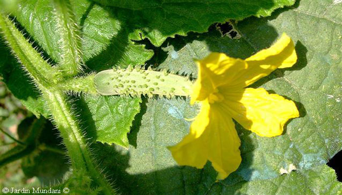 flor de kiwano