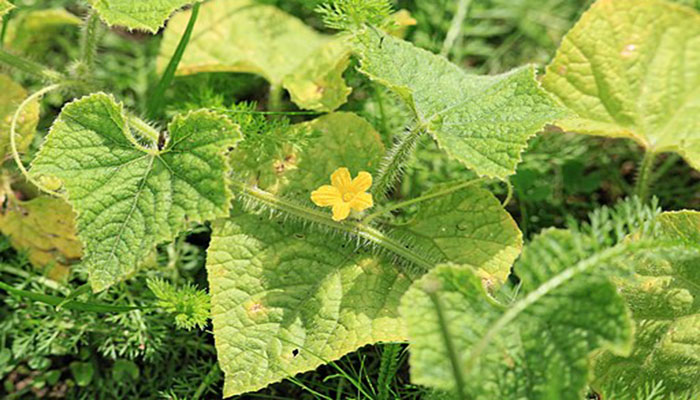 Hojas de kiwano