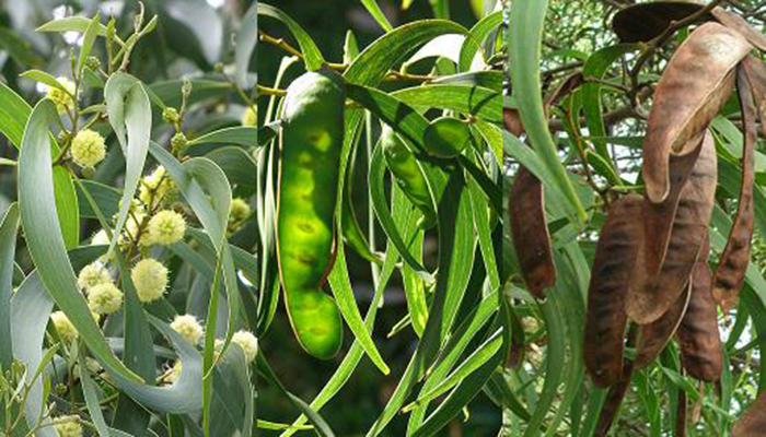 Flores, Hojas y Frutos del Koa