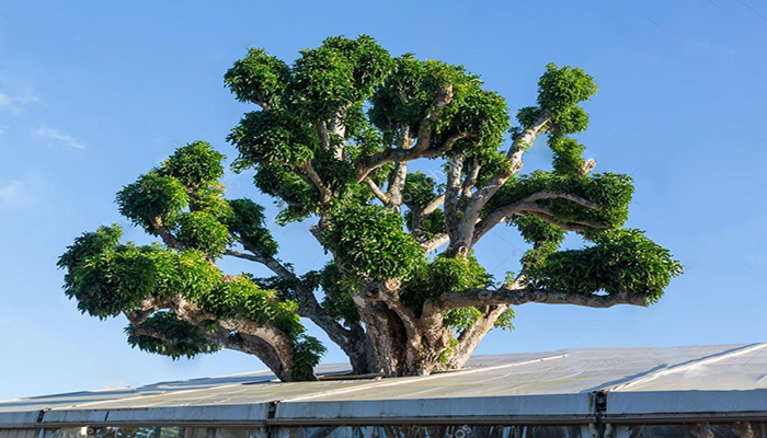 Koa (Acacia koa). Origen, Descripción,
Cuidados y Usos