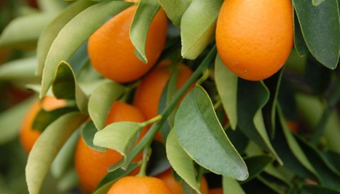 kumquat