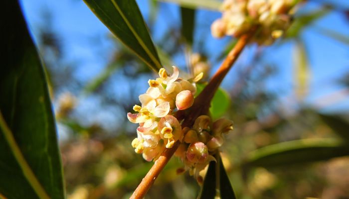 Labiérnago Blanco. Origen, Descripción,
Cultivo, Cuidados, Propiedades