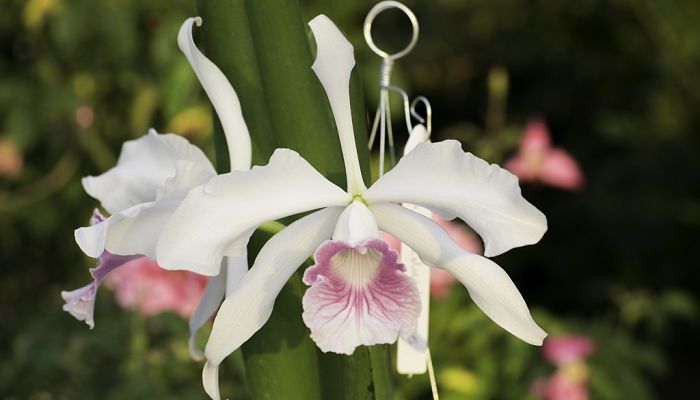 Laelia. Origen, Descripción, Cultivo,
Cuidados, Propiedades