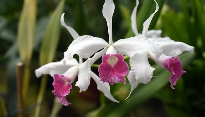 Laelia