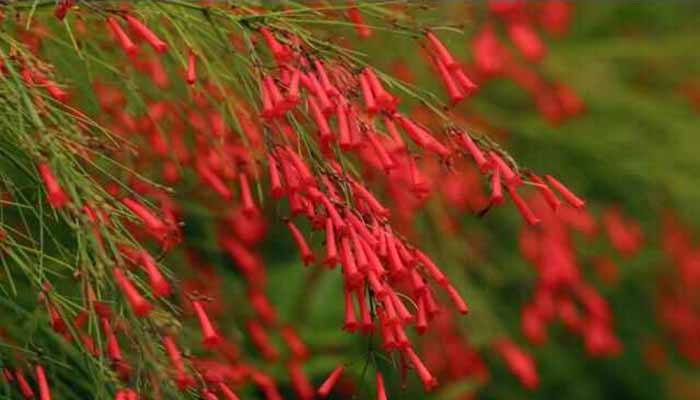 Lágrimas De Amor (Russelia
Equisetiformis) Origen, Descripción,
Hábitat, Cuidados Y Usos
