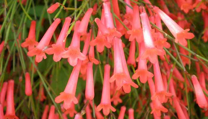 Flores de Russelia Equisetiformis