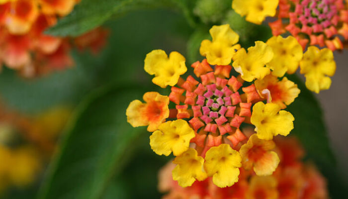 lantana