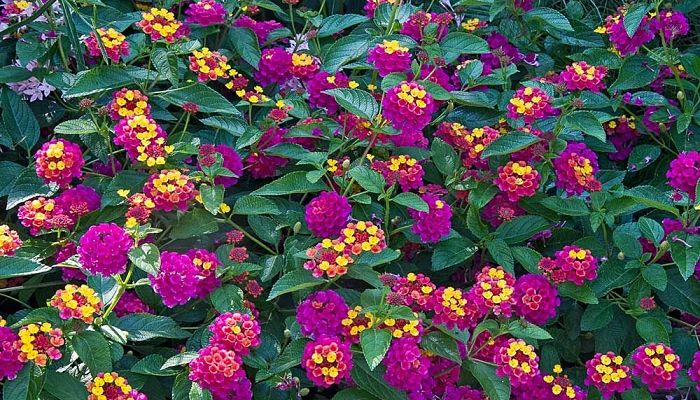 Lantana arbustiva