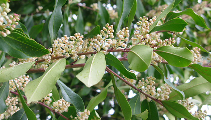 Origen del laurel cereza