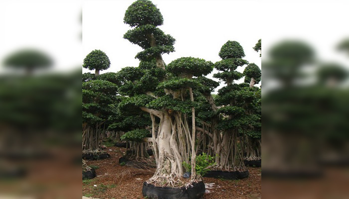 Ficus microcarpa