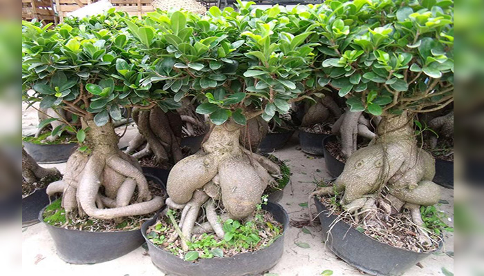 Laurel de Indias (Ficus microcarpa)