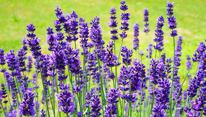 Lavanda (Lavandula angustifolia)