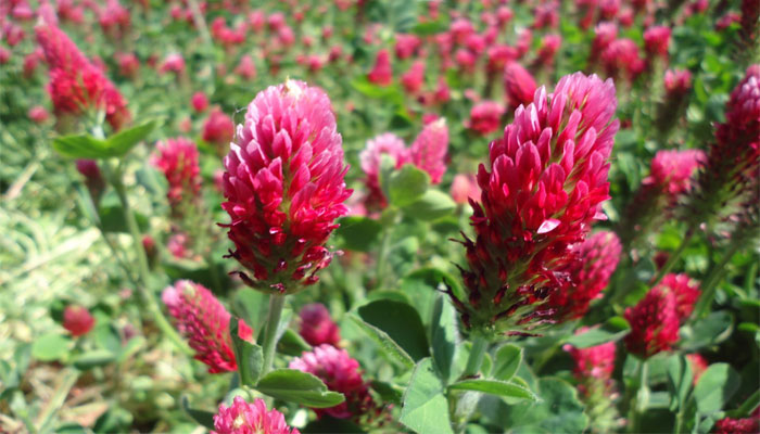 Lavanda roja