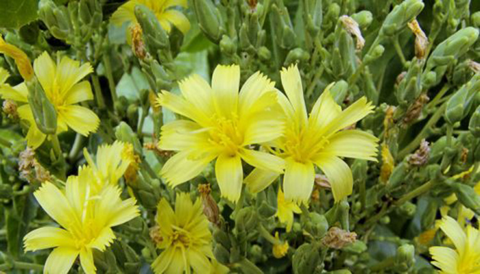 Lechuga Iceberg (lactuca-sativa) flores