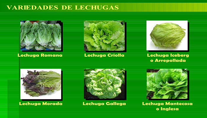 Variedades de Lechuga Iceberg