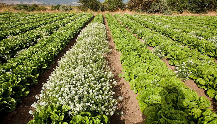 Cultivo de Lactuca sativa