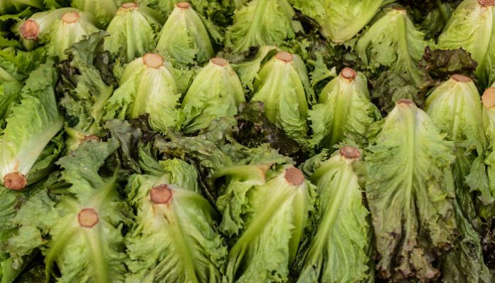 Cogollos de lechuga recien cortados