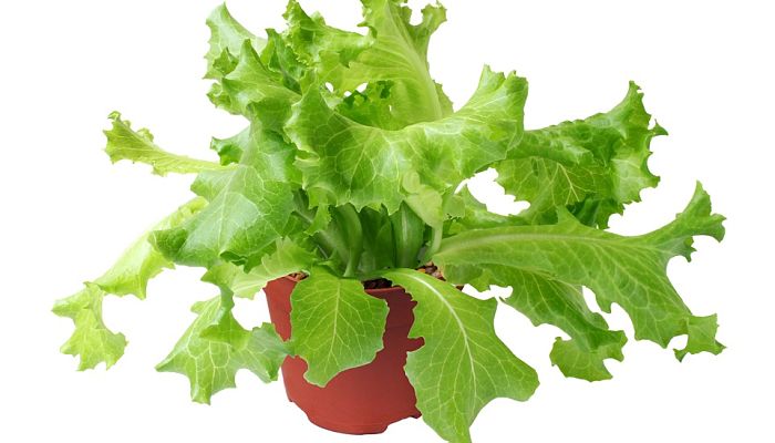 Lechuguino. Origen, descripción,
Cultivo, Cuidados, Propiedades.