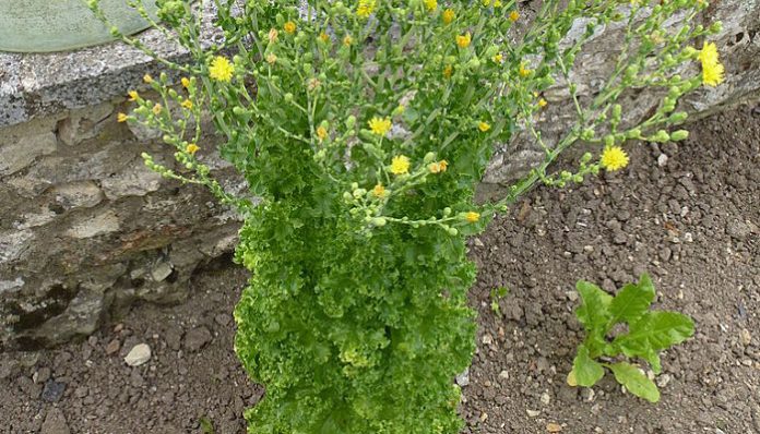 Planta de lechuga subida a flor con capitulos amarillos