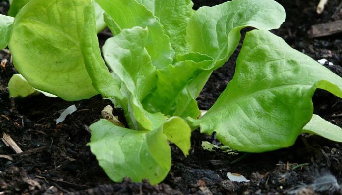 Lechuga joven recien plantada en el suelo
