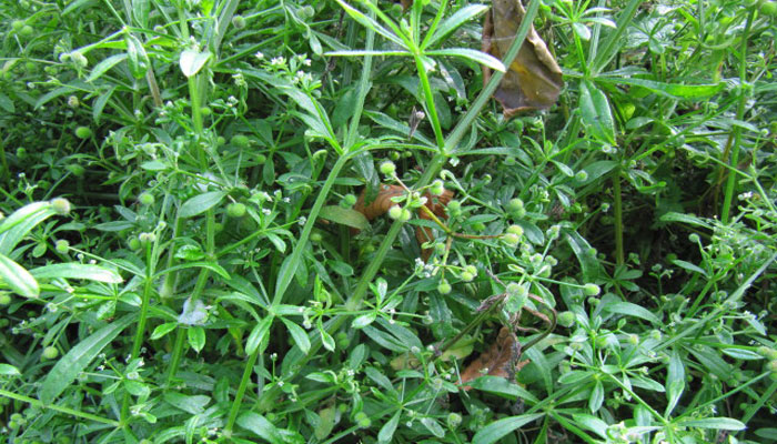 Lengua de gato (Galium aparine) 