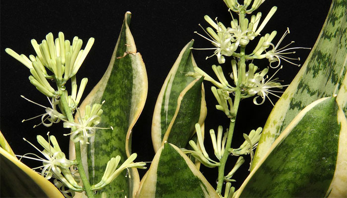 Sansevieria Hahnii