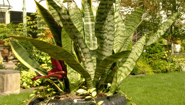 Lengua de tigre (Sansevieria trifasciata)