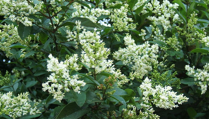 ligustrum